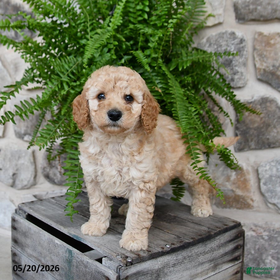 Mini Goldendoodle dogs Cooper - Ad 1