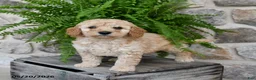 Mini Goldendoodle dogs for sale: Cooper - Ad 1
