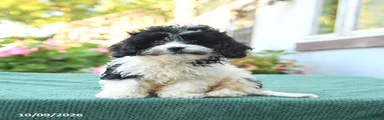 Freddie