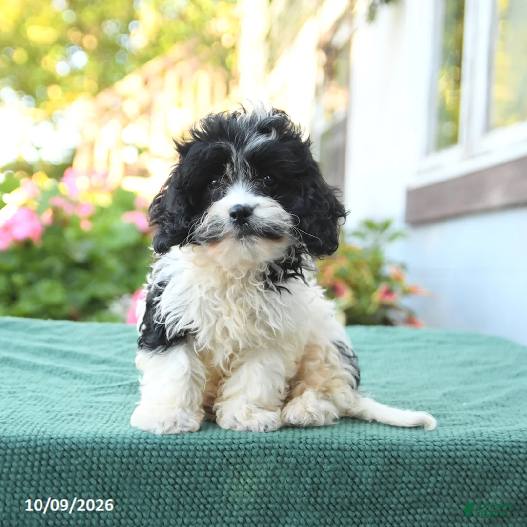 Cavapoo dogs for sale: Freddie - Ad 1