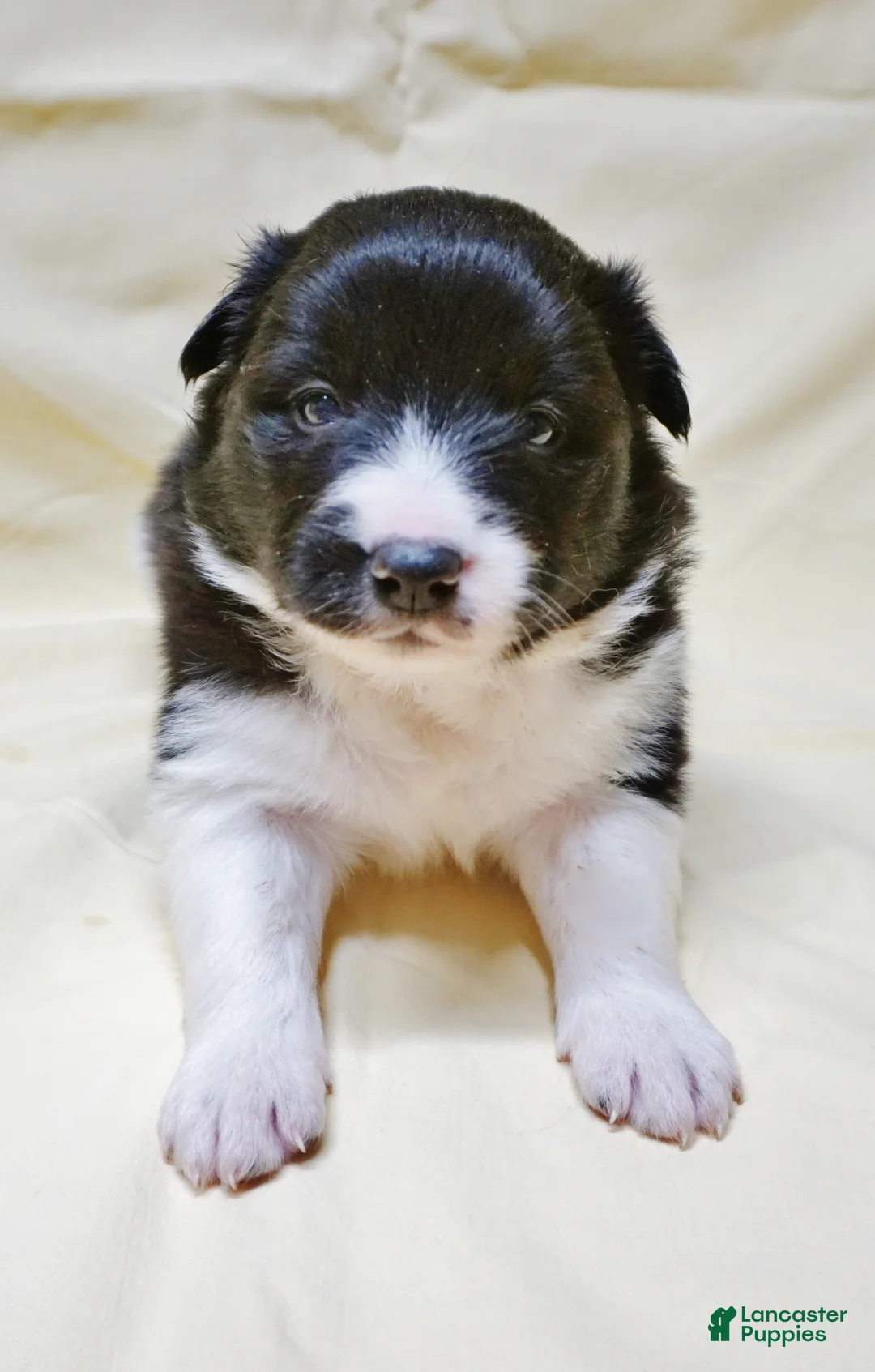 Border Collie dogs for sale: Astra - Ad 1
