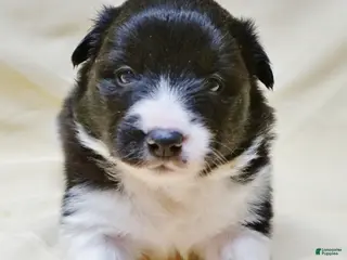 Border Collie dogs Astra - Ad 1