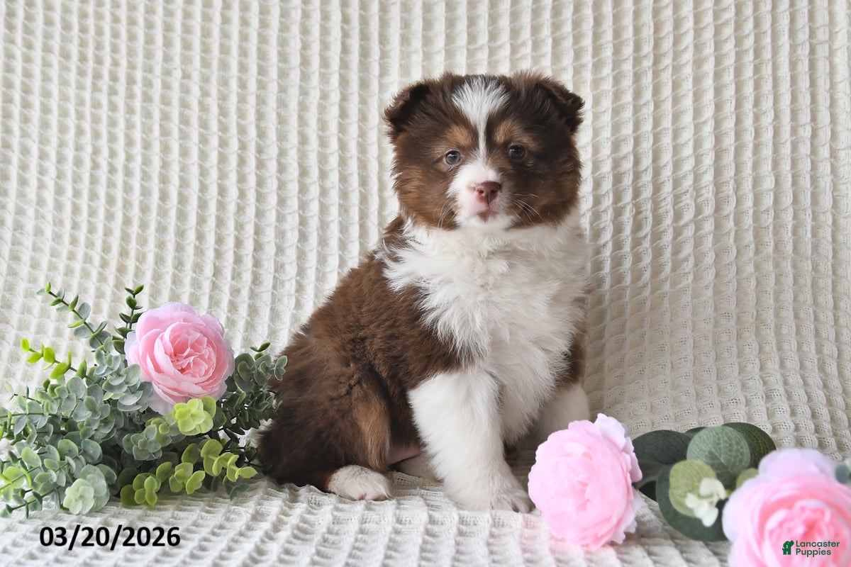 Miniature Australian Shepherd dogs Frances - Ad 1