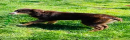 Aussiedoodle dogs for sale: Ol’ Red (Red) - Ad 8
