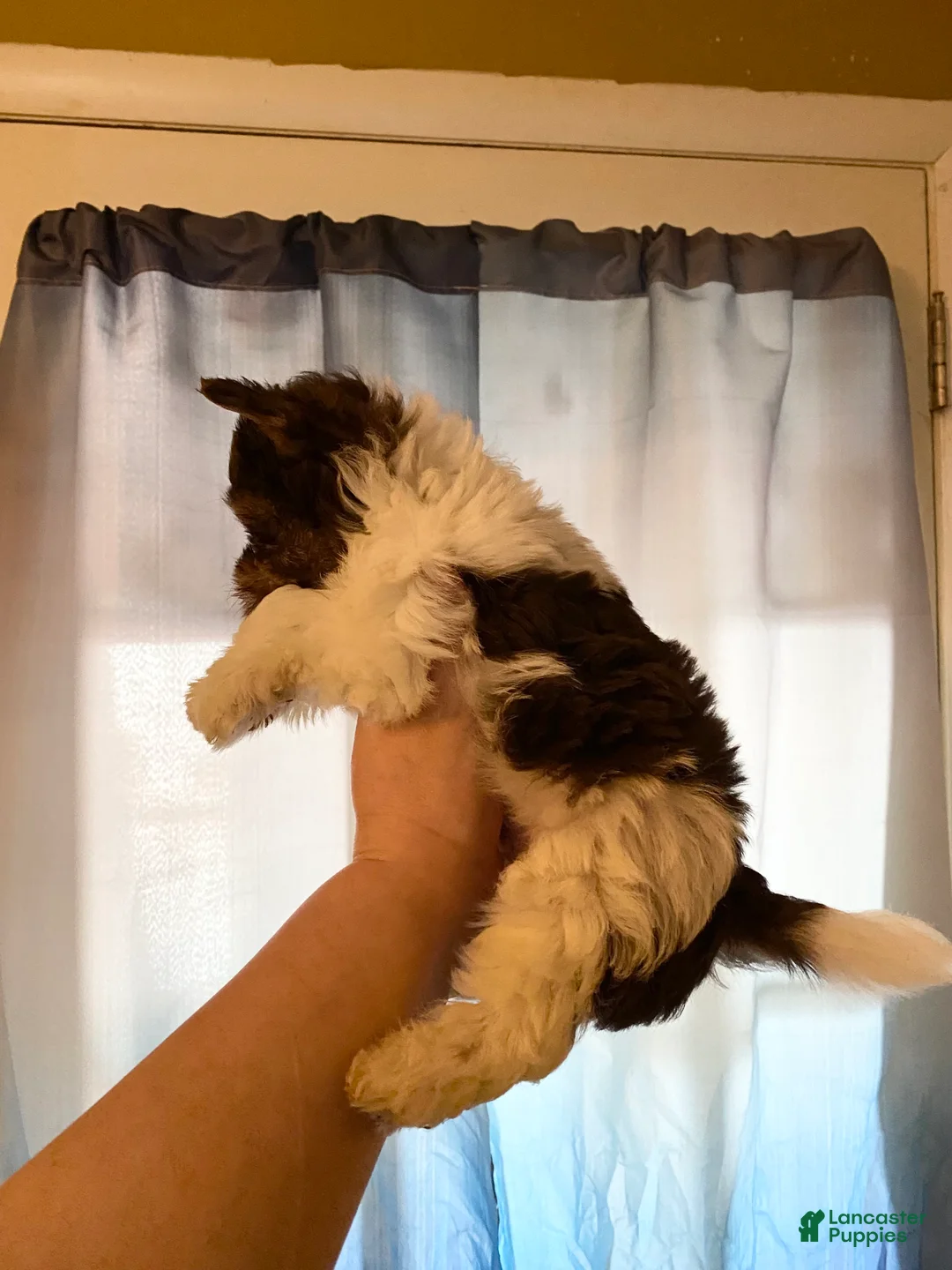 Biewer Terrier dogs for sale: Biewer Terrier Puppy 1 - Ad 2
