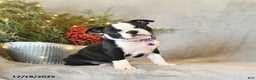 Boston Terrier dogs for sale: Sophie - Ad 4