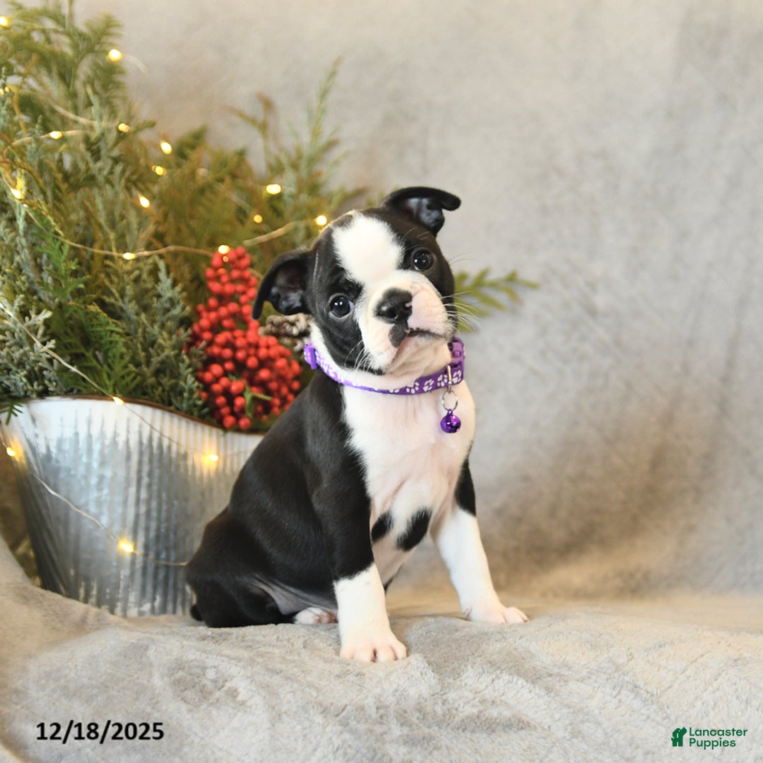 Boston Terrier dogs for sale: Sophie - Ad 4