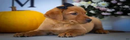 Labrador Retriever dogs for sale: NORMAN - Ad 18