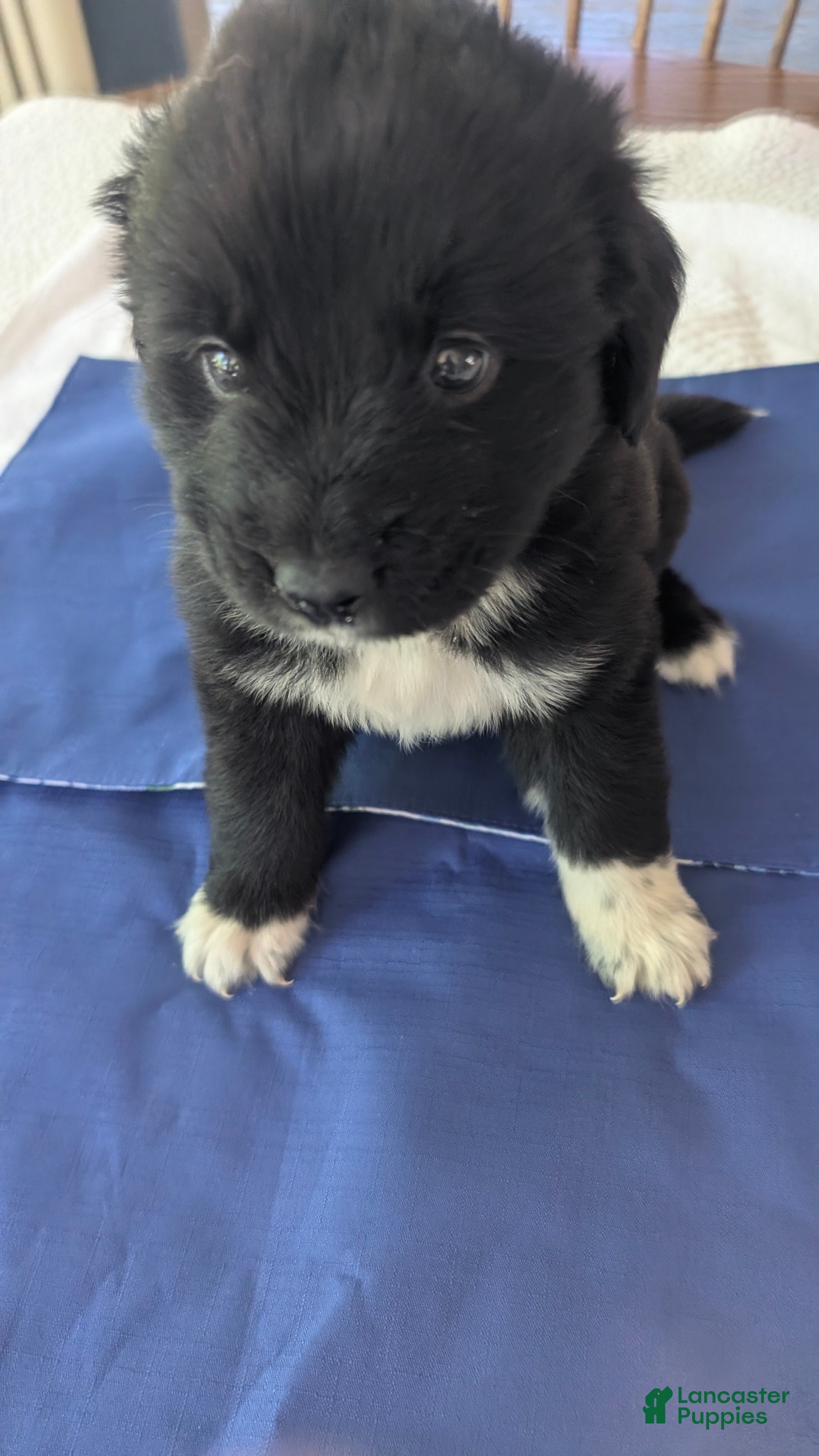 Newfoundland dogs Newfoundland Puppy 4 - Ad 31