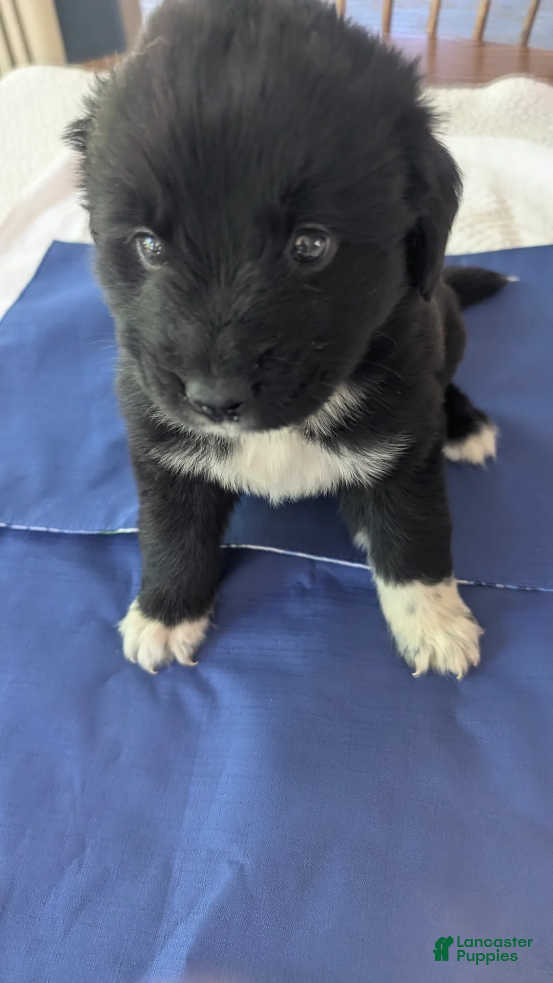 Newfoundland dogs for sale: Newfoundland Puppy 4 - Ad 1