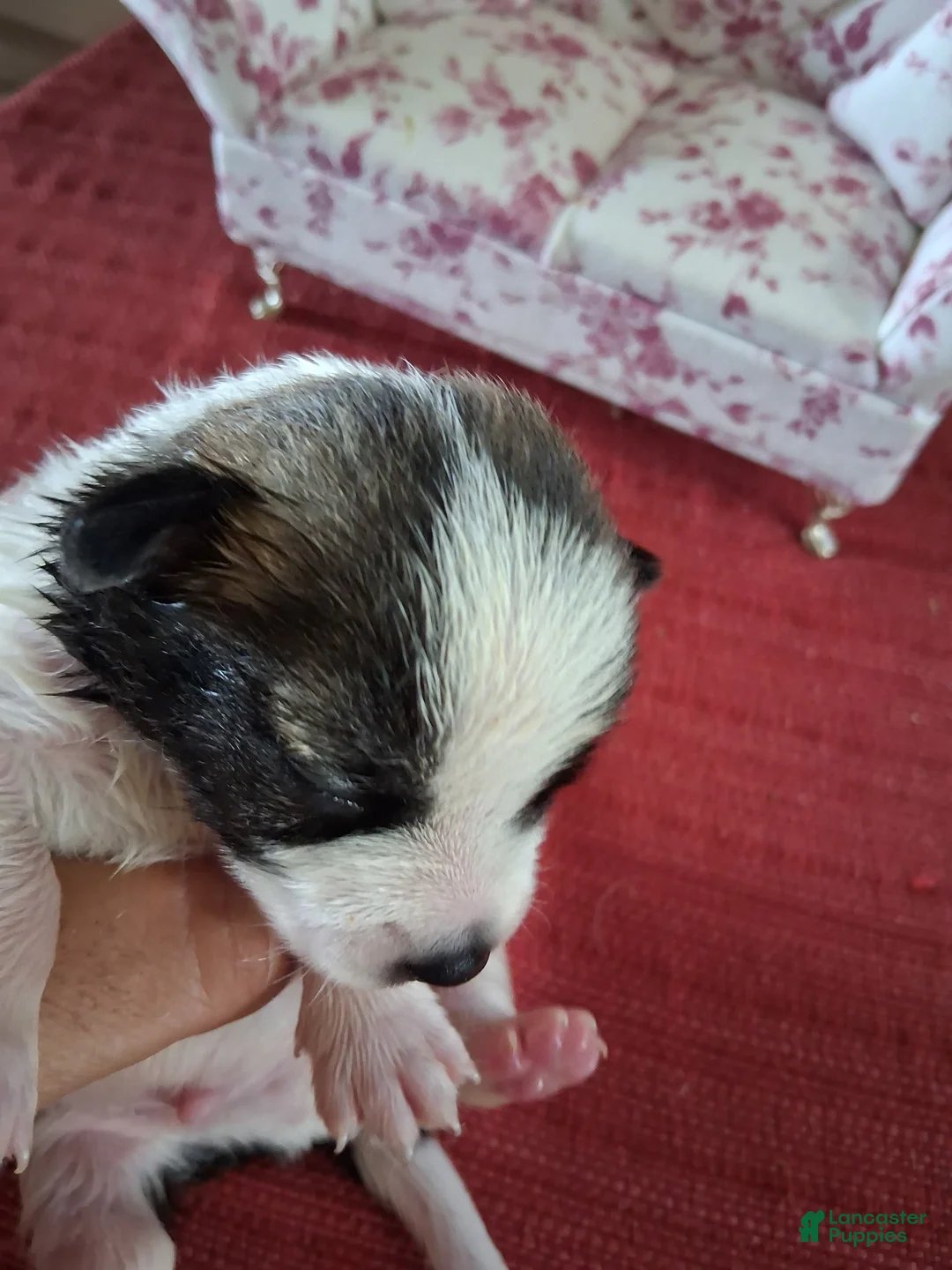 Chihuahua dogs for sale: Manuela - Ad 1