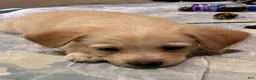Chipoo dogs for sale: Chipoo  - Ad 4