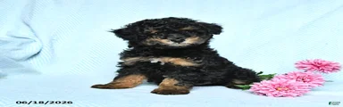 Pepper