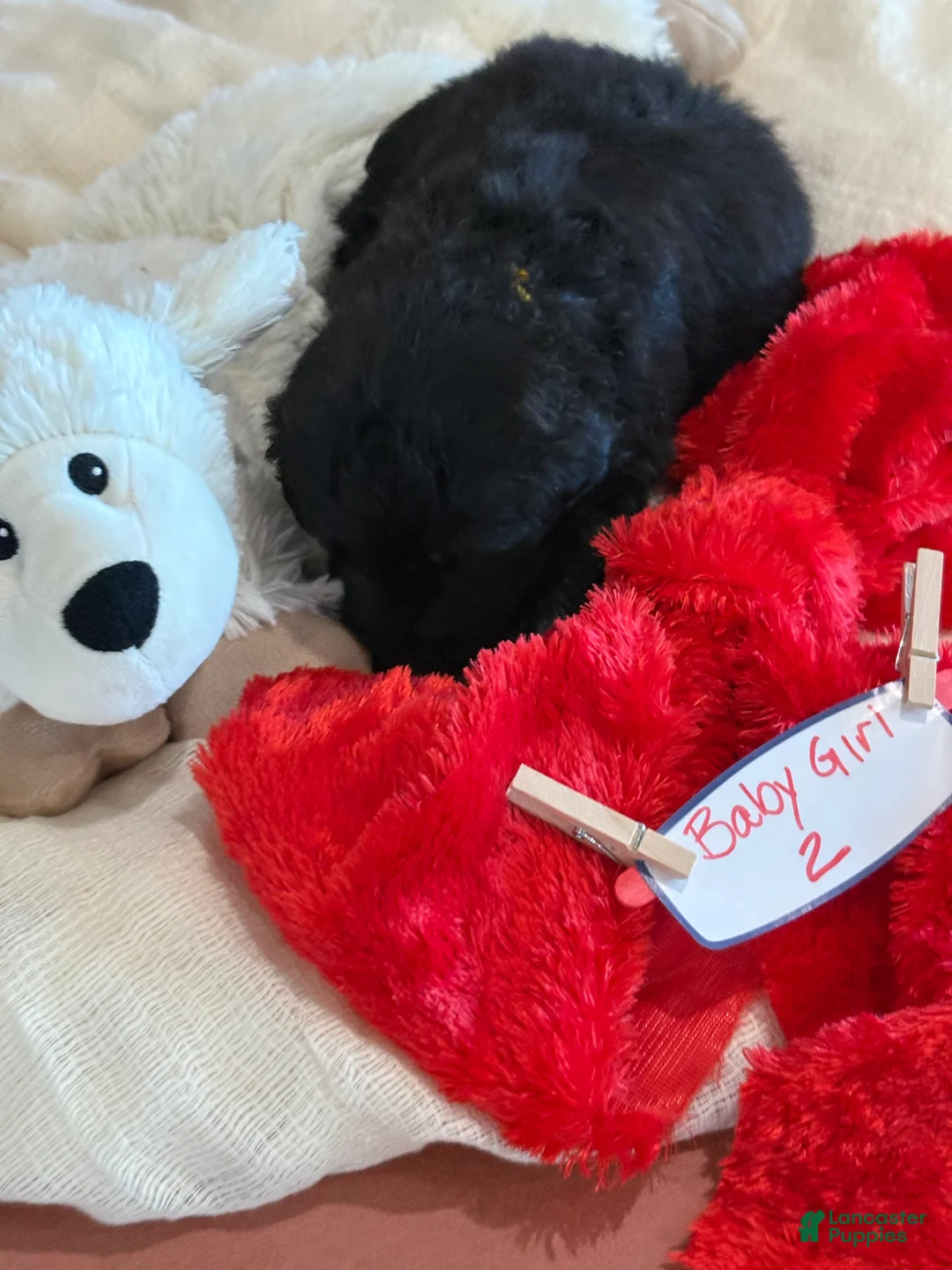 Mixed Breed dogs for sale: female # 2 English Shepherd Doodle - Ad 6