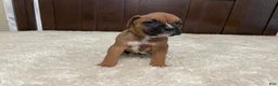 Boxer dogs for sale: Max - Ad 9