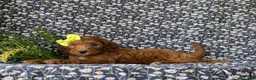 Cockapoo dogs for sale: Brie HYpoallergenic - Ad 4