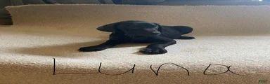 Doberman Pinscher Puppy 5