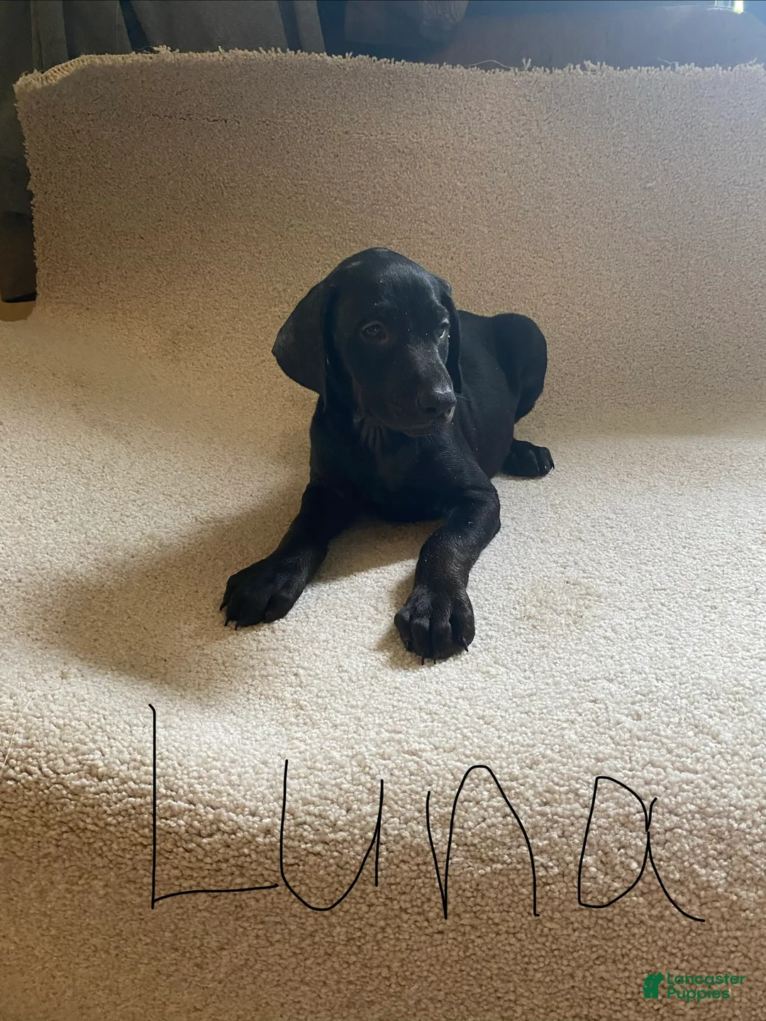 Doberman Pinscher dogs for sale: Doberman Pinscher Puppy 5 - Ad 1