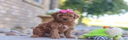 Mini Goldendoodle dogs for sale: Eve - Ad 4