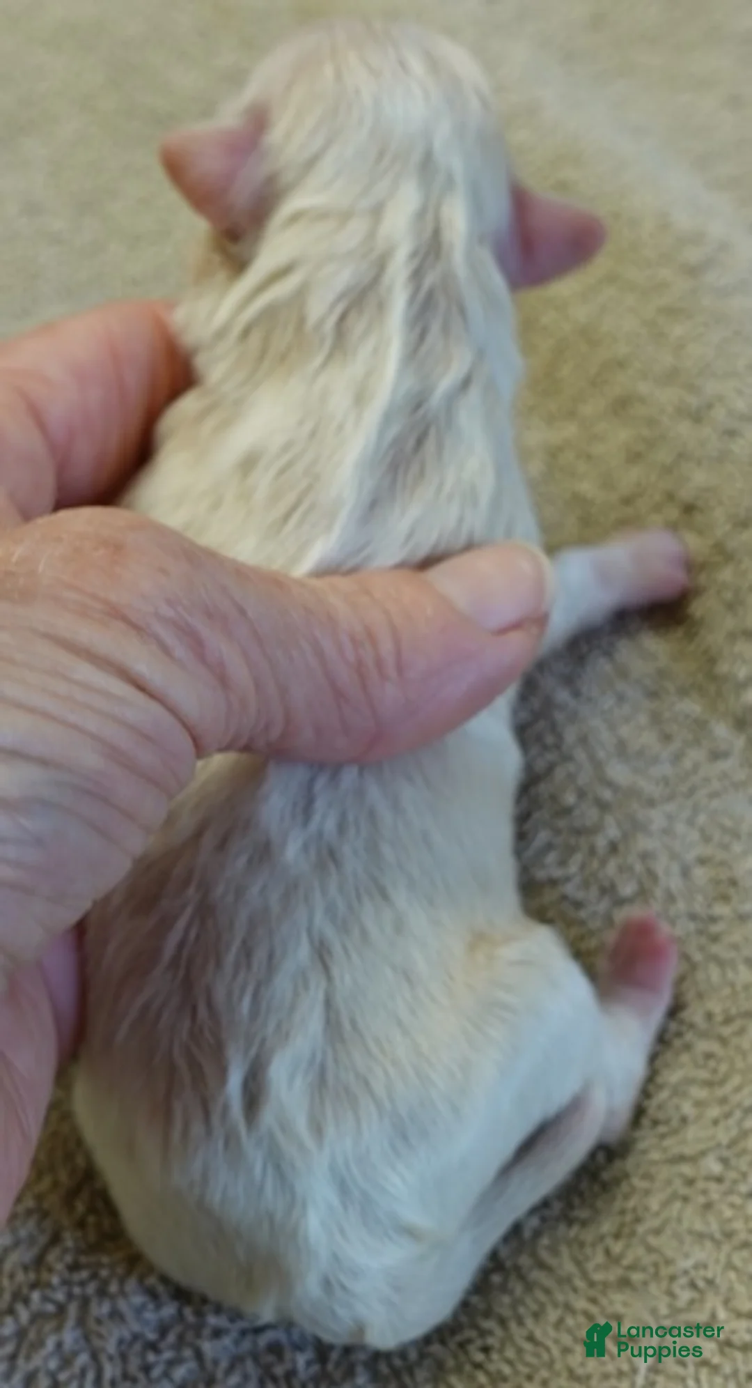 Maltipoo dogs for sale: Bullet - Ad 2