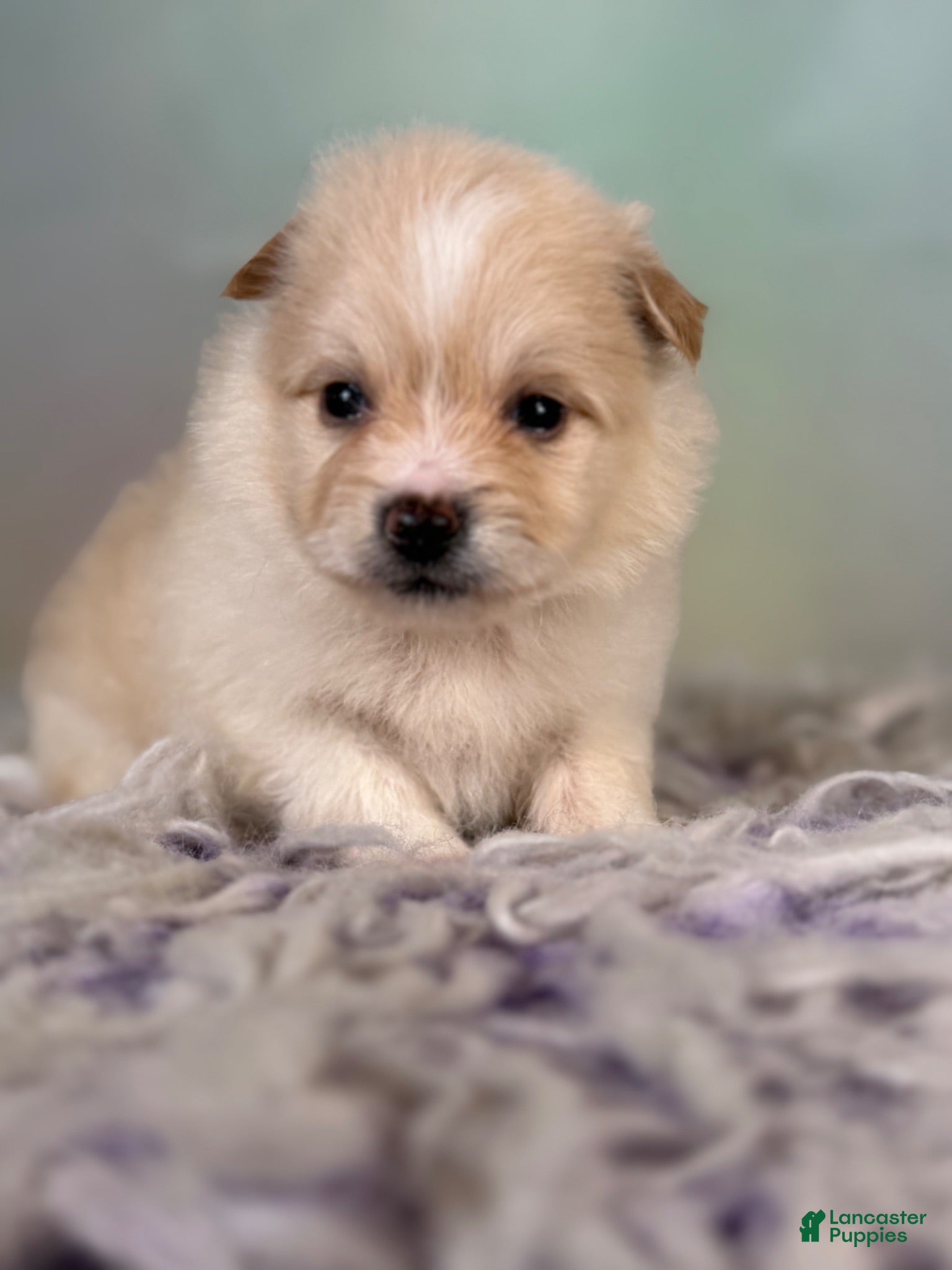 Pomeranian dogs Tipton - Ad 2