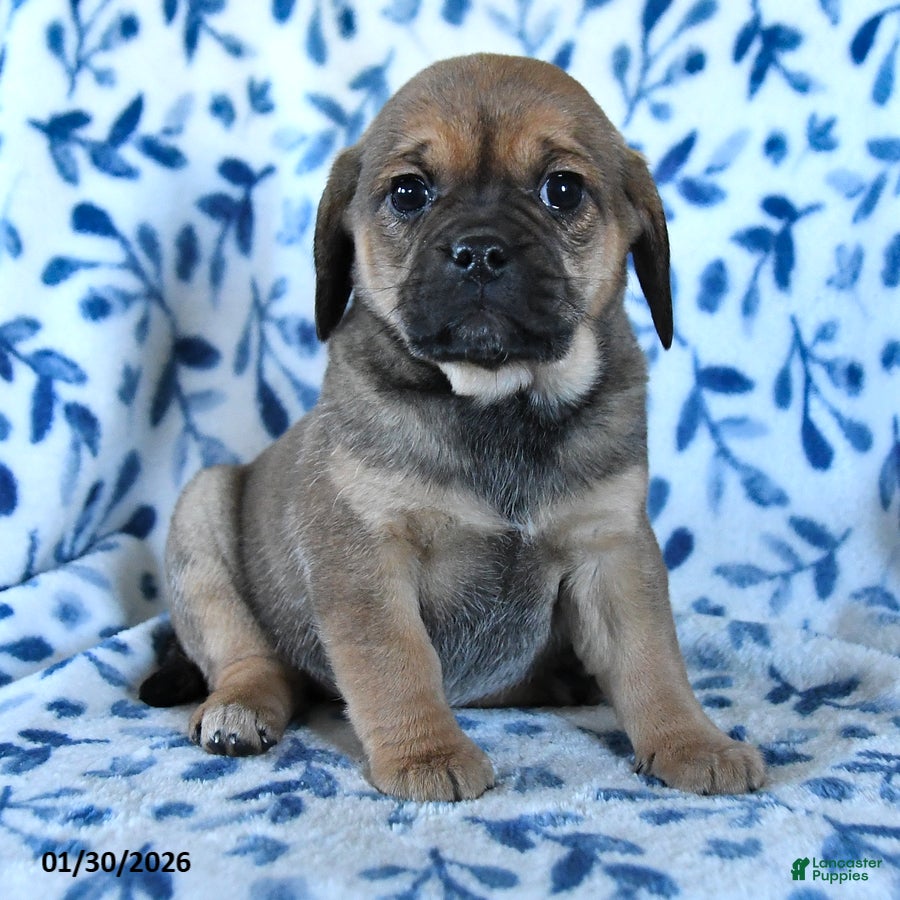 Puggle dogs Skittles - Ad 2