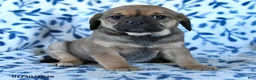 Puggle dogs for sale: Skittles - Ad 5