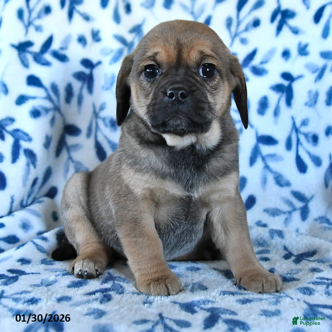 Puggle dogs for sale: Skittles - Ad 5