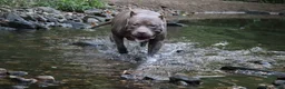 American Bully dogs for sale: Jet - Ad 18