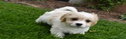 Cavachon dogs for sale: Brutus - Ad 3
