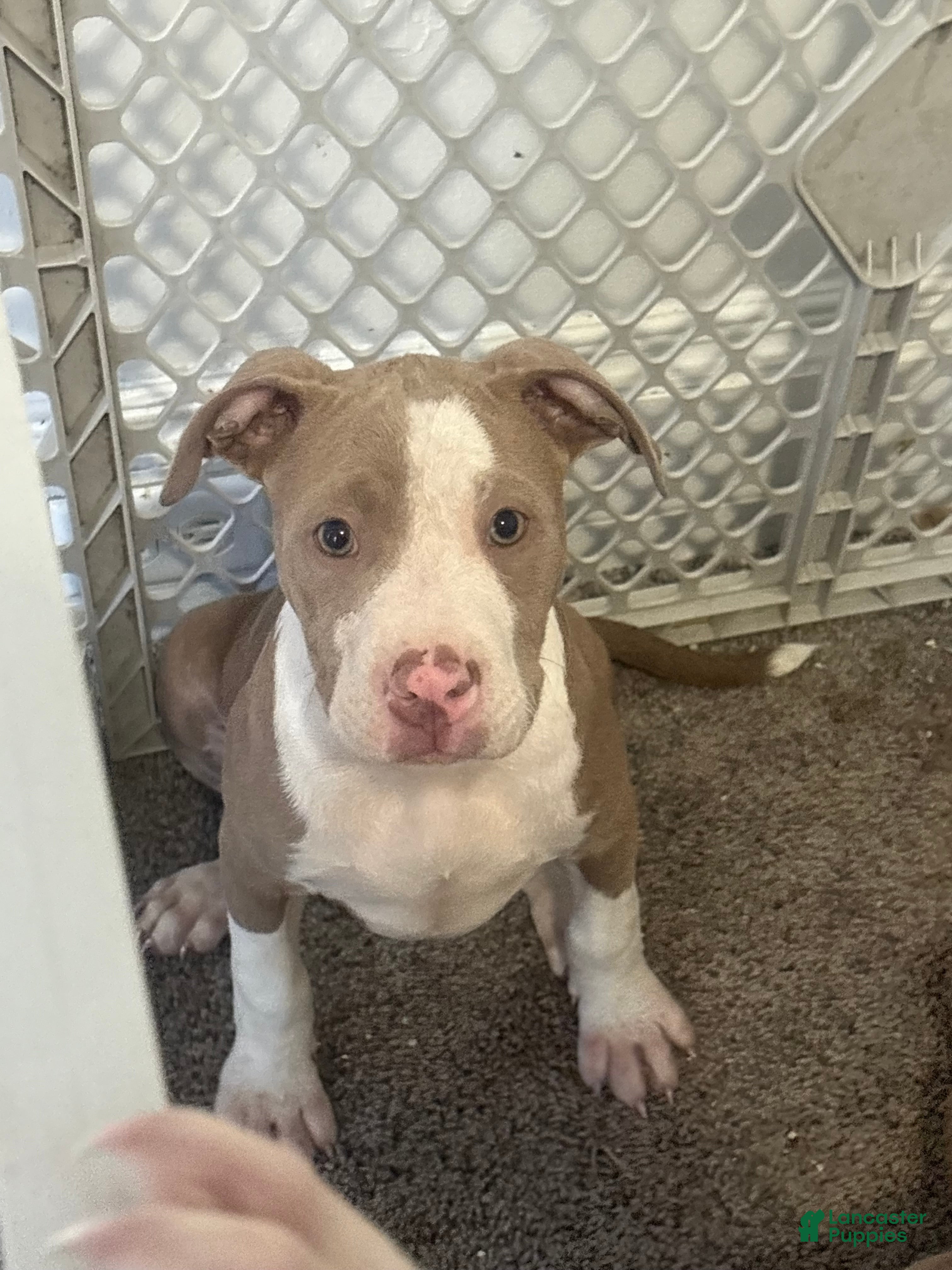 American Bully dogs for sale: American Bully Puppy 8 - Ad 1