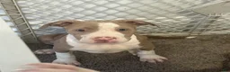 American Bully dogs for sale: American Bully Puppy 8 - Ad 1
