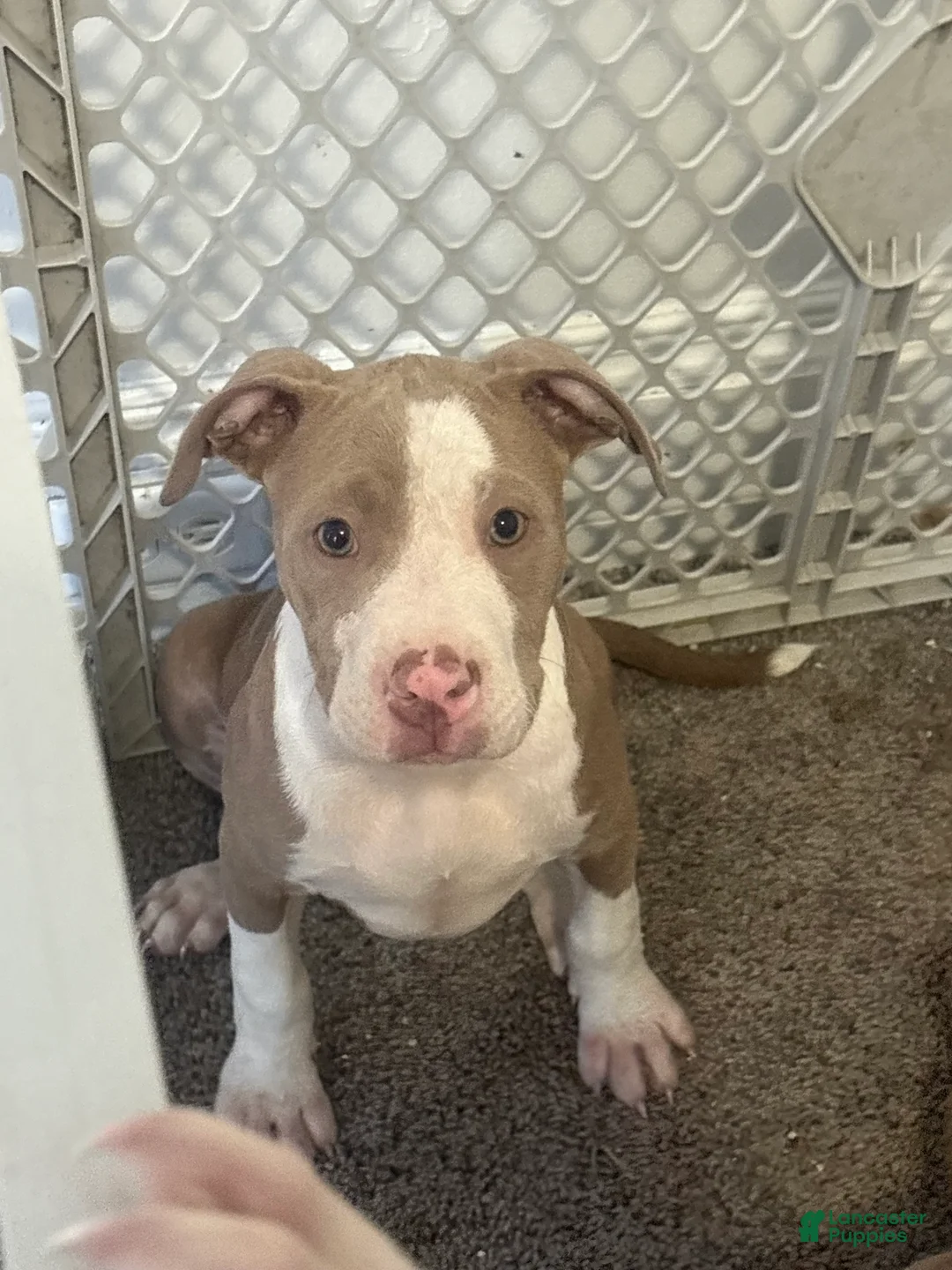 American Bully dogs for sale: American Bully Puppy 8 - Ad 1