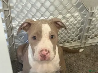American Bully dogs for sale: American Bully Puppy 8 - Ad 1