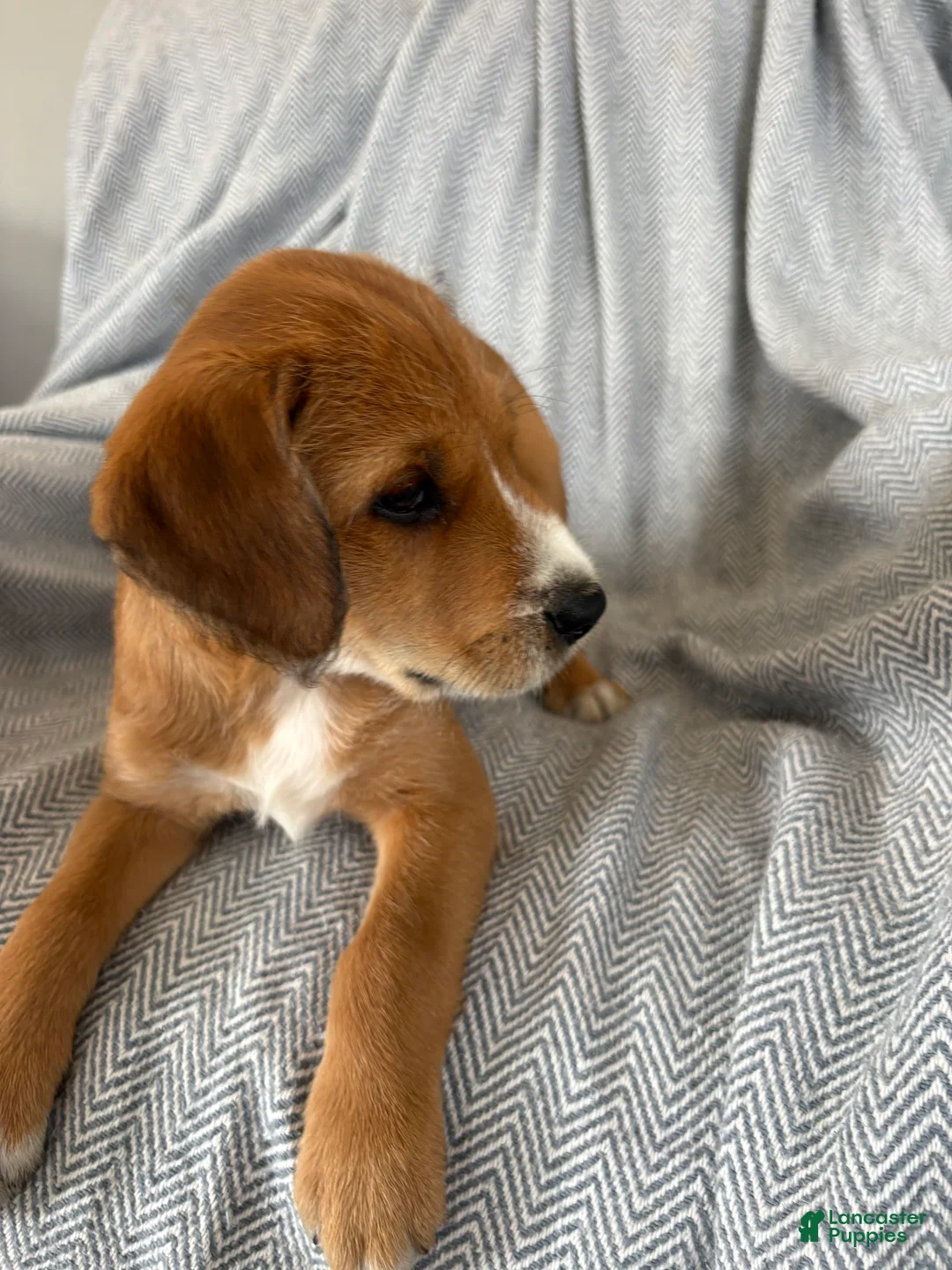 Mixed Breed dogs for sale: Akio - Ad 2