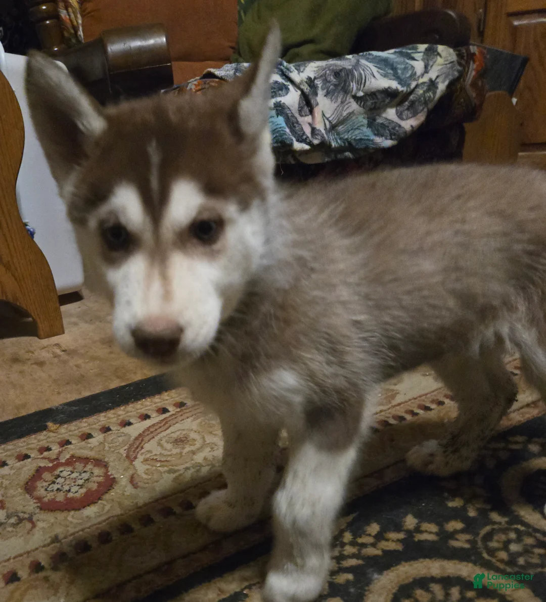 Siberian Husky dogs for sale: Ian - Ad 8