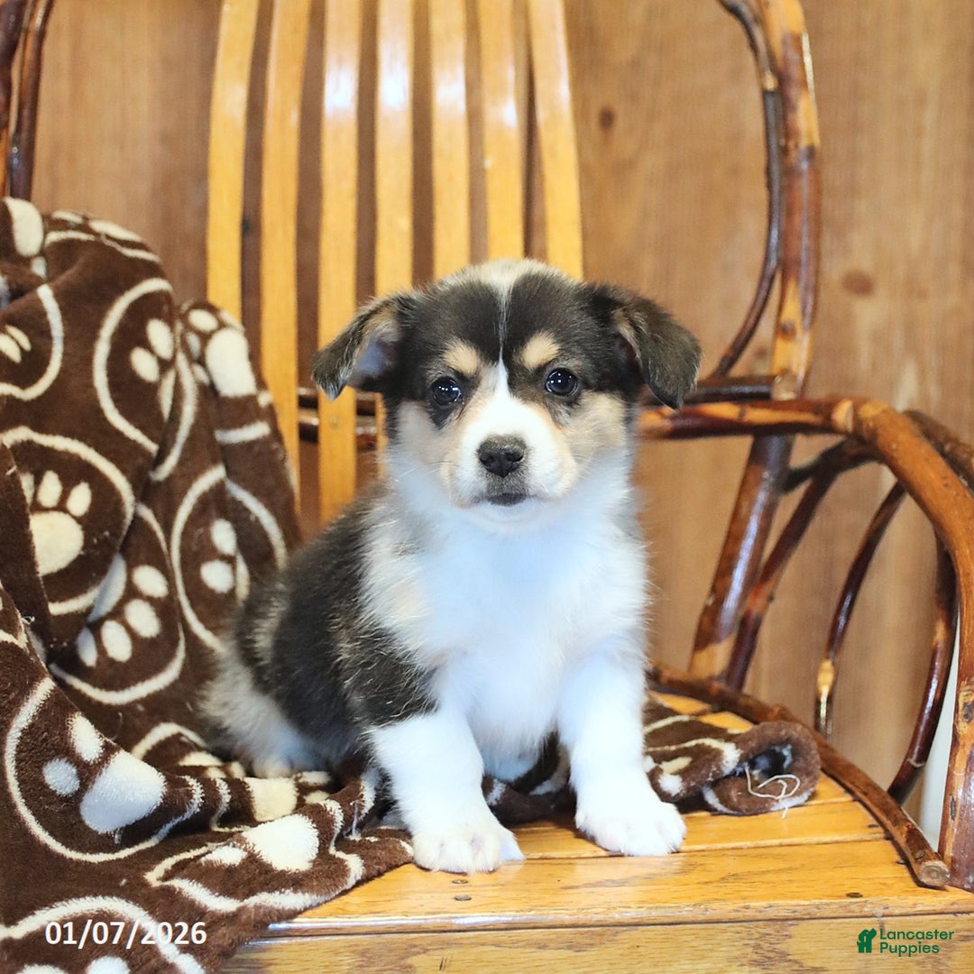 Mixed Breed dogs for sale: Angel - Ad 1