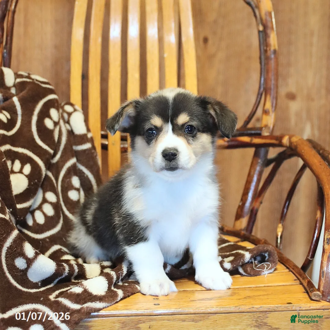 Mixed Breed dogs for sale: Angel - Ad 1
