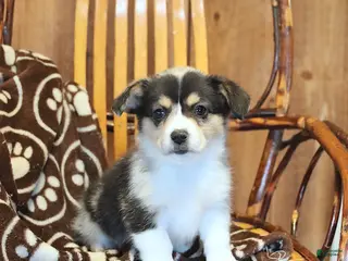 Mixed Breed dogs Angel - Ad 5