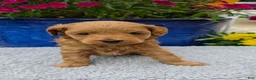 Mini Goldendoodle dogs for sale: Gemini - Female  - Ad 1