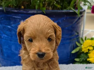 Mini Goldendoodle dogs Gemini - Female - Ad 5