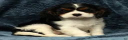 Cavalier King Charles Spaniel dogs for sale: Twixy - Ad 7