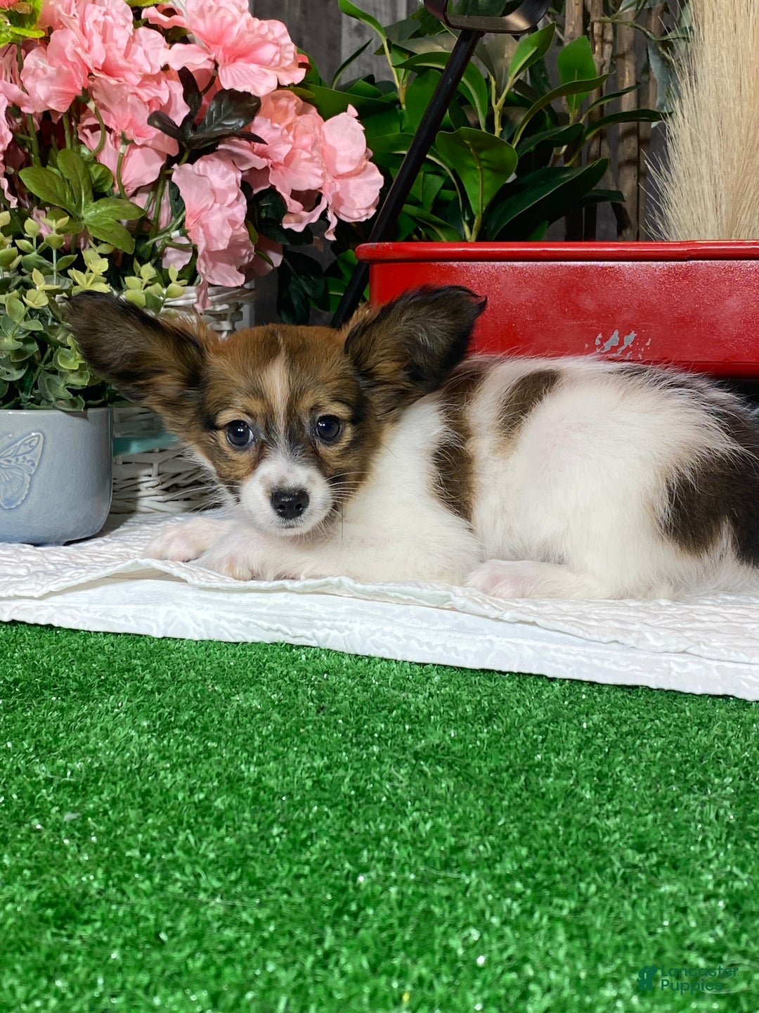 Papillon dogs for sale: Rayna - Ad 2