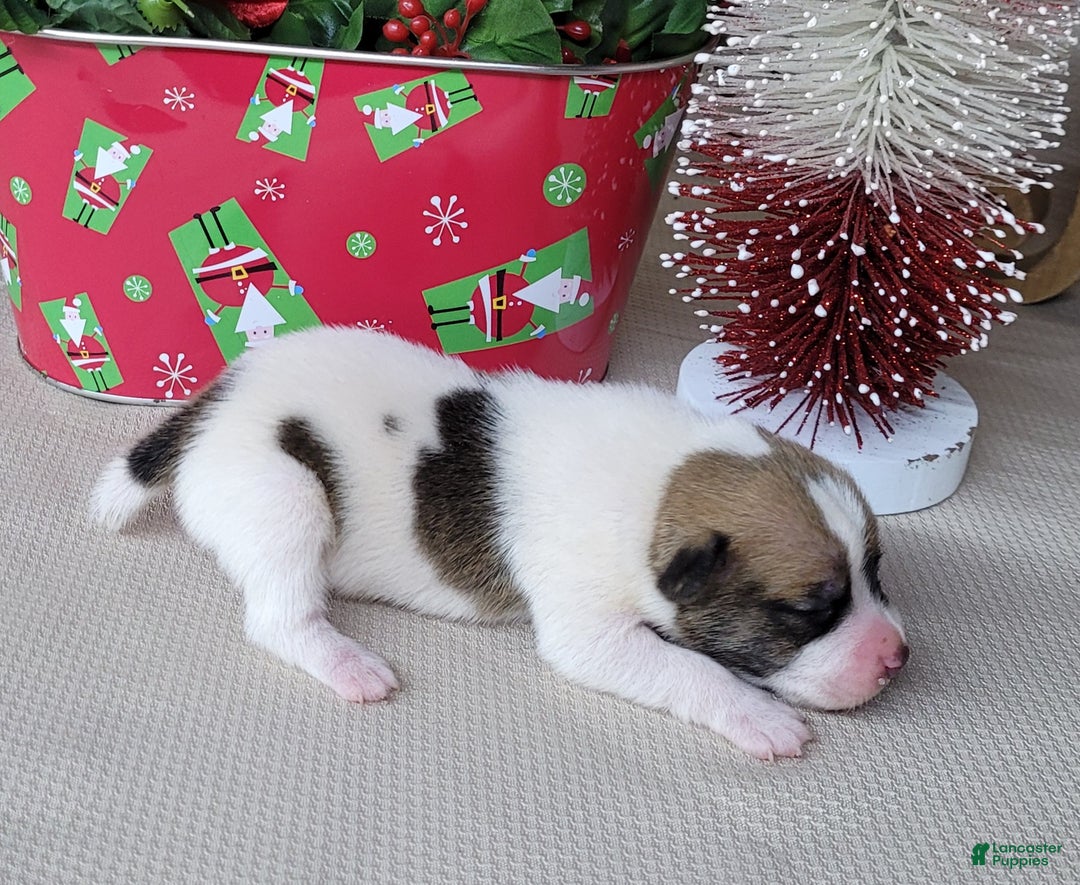 Jack Russell Terrier dogs for sale: Westfork's TORQ - Ad 5