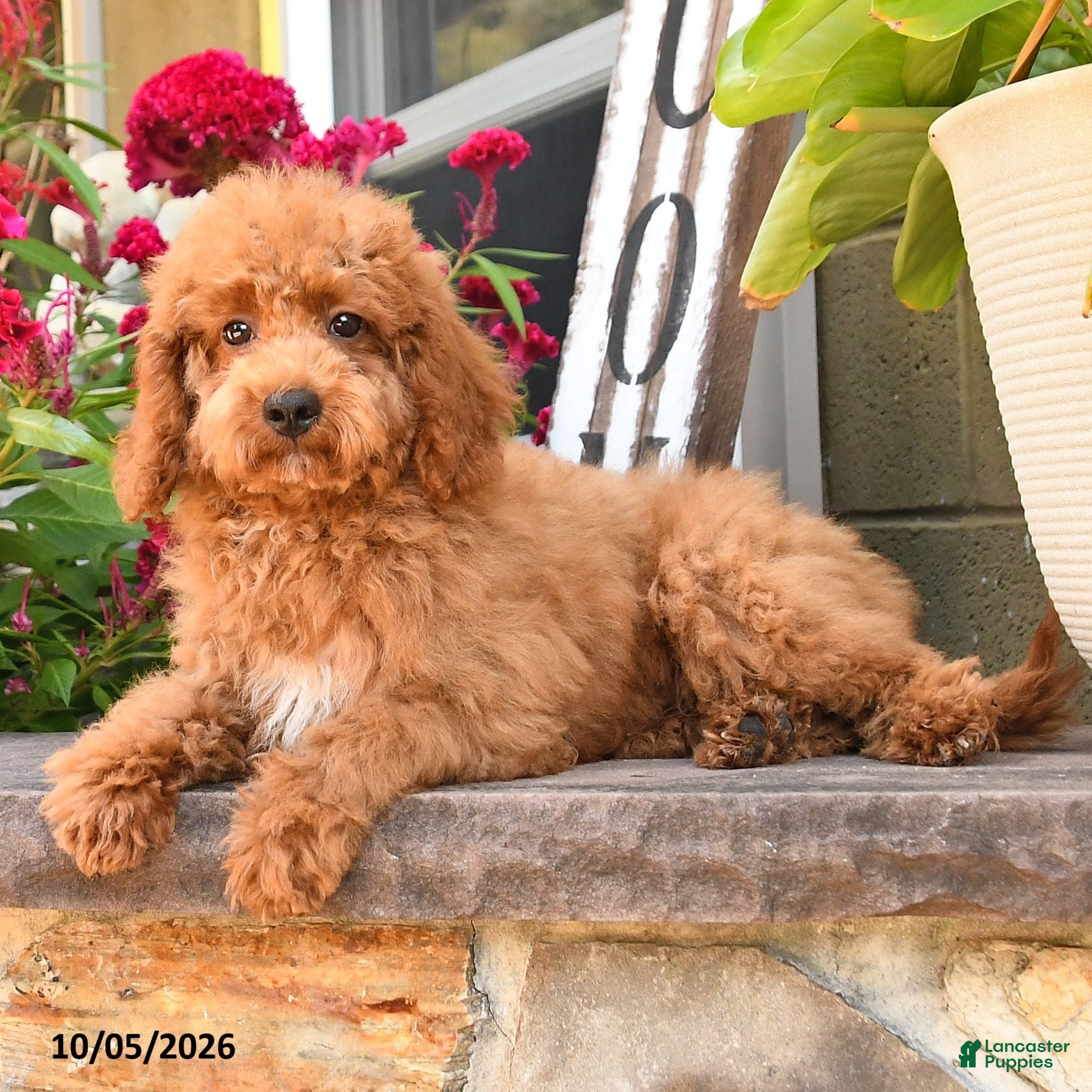 Cockapoo dogs Otis - Ad 2