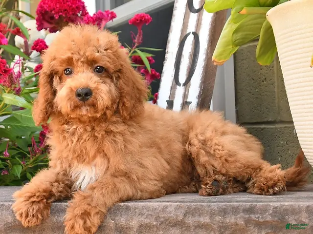 Cockapoo dogs for sale: Otis - Ad 1