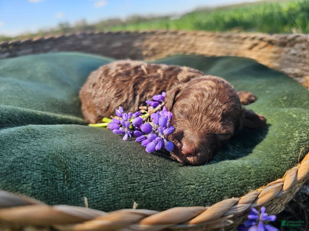 Mini Goldendoodle dogs for sale: Amber - Ad 2