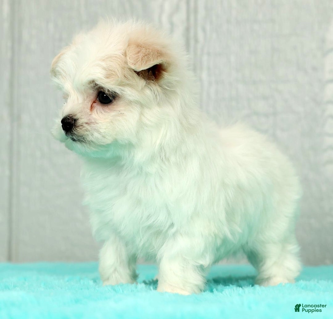 Maltese dogs for sale: Betsy - Ad 6