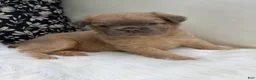 French Bulldog dogs for sale: Slate - Ad 3