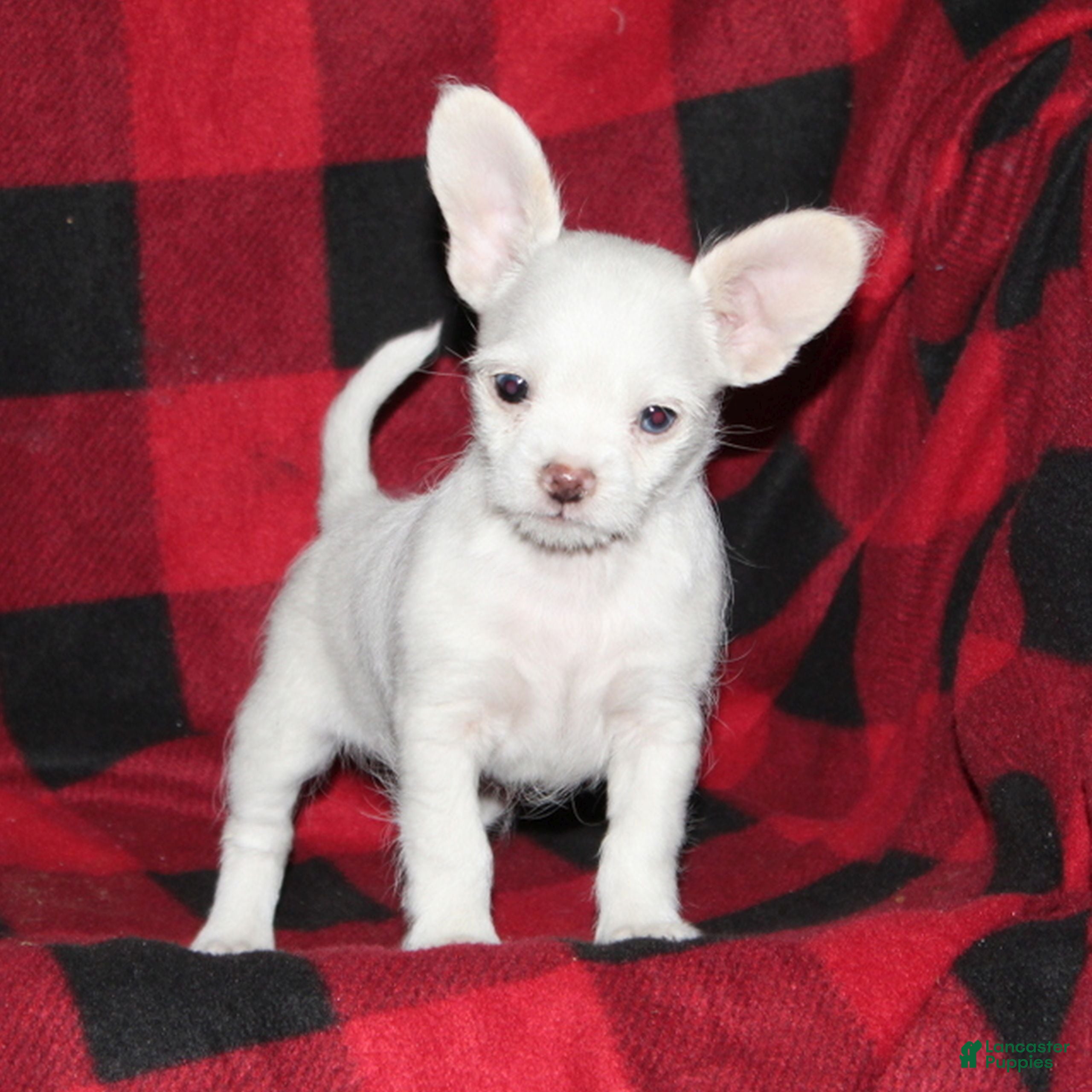 Mixed Breed dogs Fritz  - Ad 24